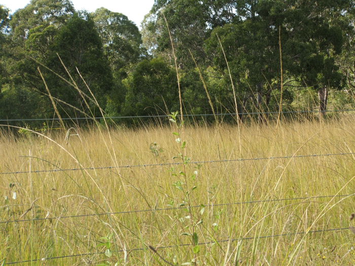 Giant Parramatta Grass_weed_01.jpg